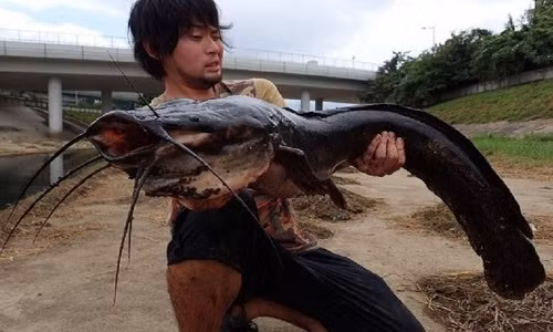 Bắt được cá trê khổng lồ ở sông "siêu bẩn" thịt hôi khiếp - Hình 2 Bat duoc ca tre khong lo o song