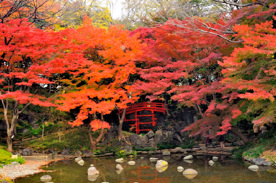 Vườn thực vật Koishikawa Korakuen, Tokyo là khu vườn lâu đời nhất ở Nhật Bản. Đây là địa điểm lý tưởng để bạn ngắm sắc đỏ của lá momiji, icho, đặc biệt là lá đỏ khu vực gần sông Oigawa rất đẹp.