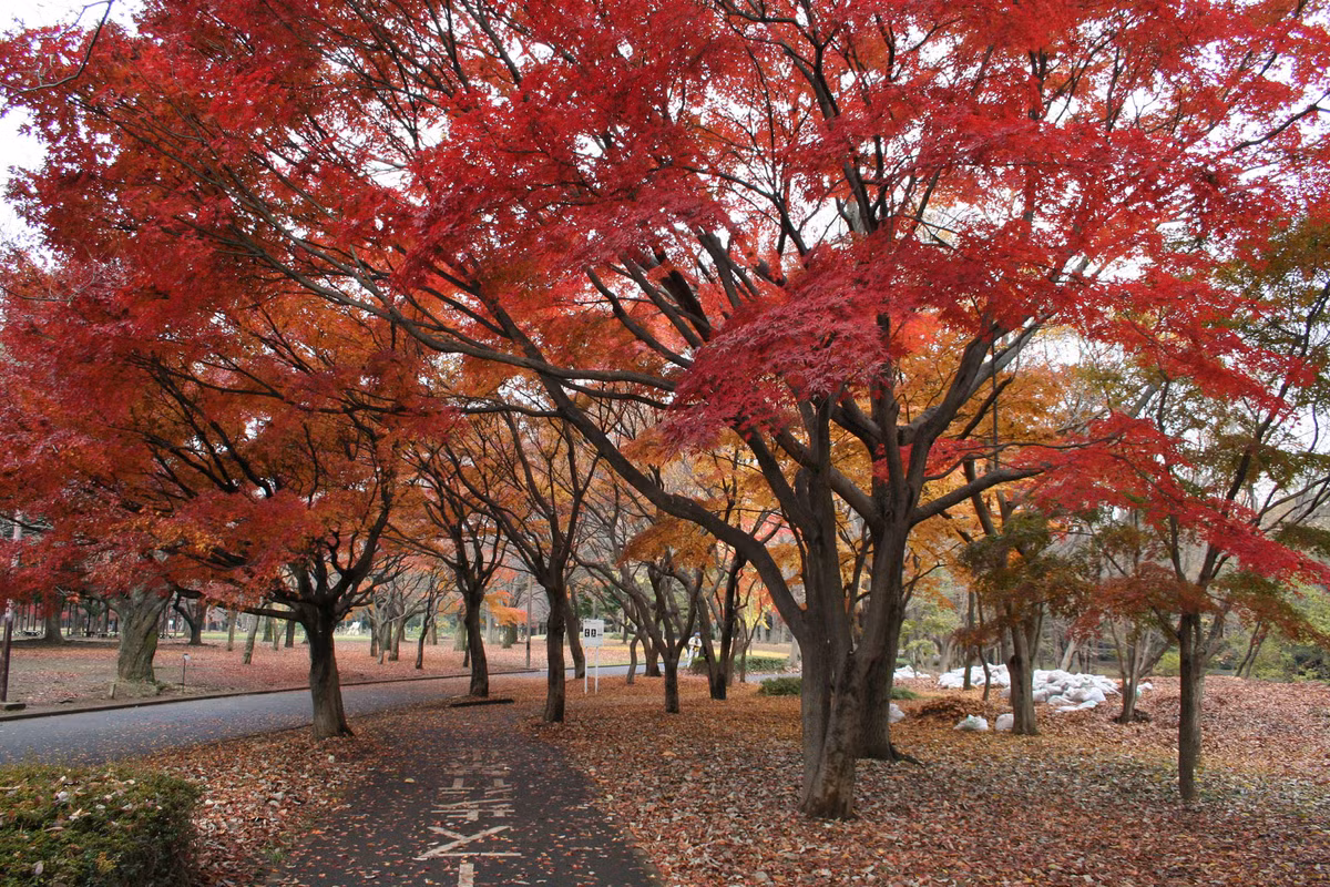 Thời điểm ngắm lá vàng, đỏ đẹp nhất ở công viên Yoyogi Koen là từ cuối tháng 11 đến giữa tháng 12.