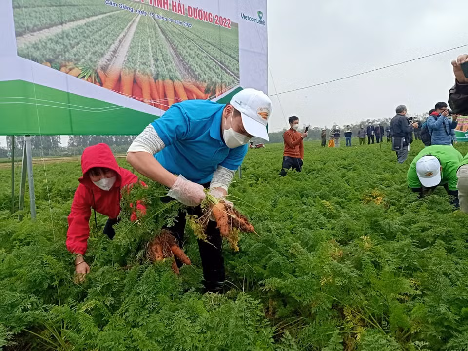Cuộc thi nhằm khích lệ tinh thần lao động hăng say trong mùa thu hoạch cà rốt và để khách thập phương, nhất là người nước ngoài được trải nghiệm văn hóa sản xuất nông nghiệp của Hải Dương nói riêng và Việt Nam nói chung. Sự xuất hiện của Hoàng Đức, Đức Chiến, Trọng Đại đã thu hút sự chú ý của nhiều người dân, khiến cuộc thi sôi động hơn. Với sự khéo léo, nhanh nhẹn như trên sân bóng, Hoàng Đức cùng các thành viên trong đội đã dành chiến thắng chung cuộc của cuộc thi. 
