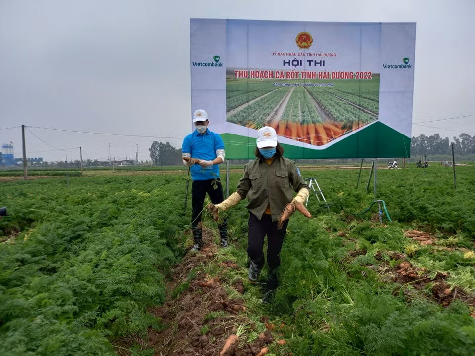 Hoàng Đức cho biết, đây là lần đầu anh nhổ cà rốt. Lúc đầu hơi khó khăn nhưng sau đó đã dần thích nghi. Hoàng Đức cũng mong nông sản quê hương Hải Dương ngày càng phát triển và được tiêu thụ nhiều hơn ở thị trường nước ngoài. 