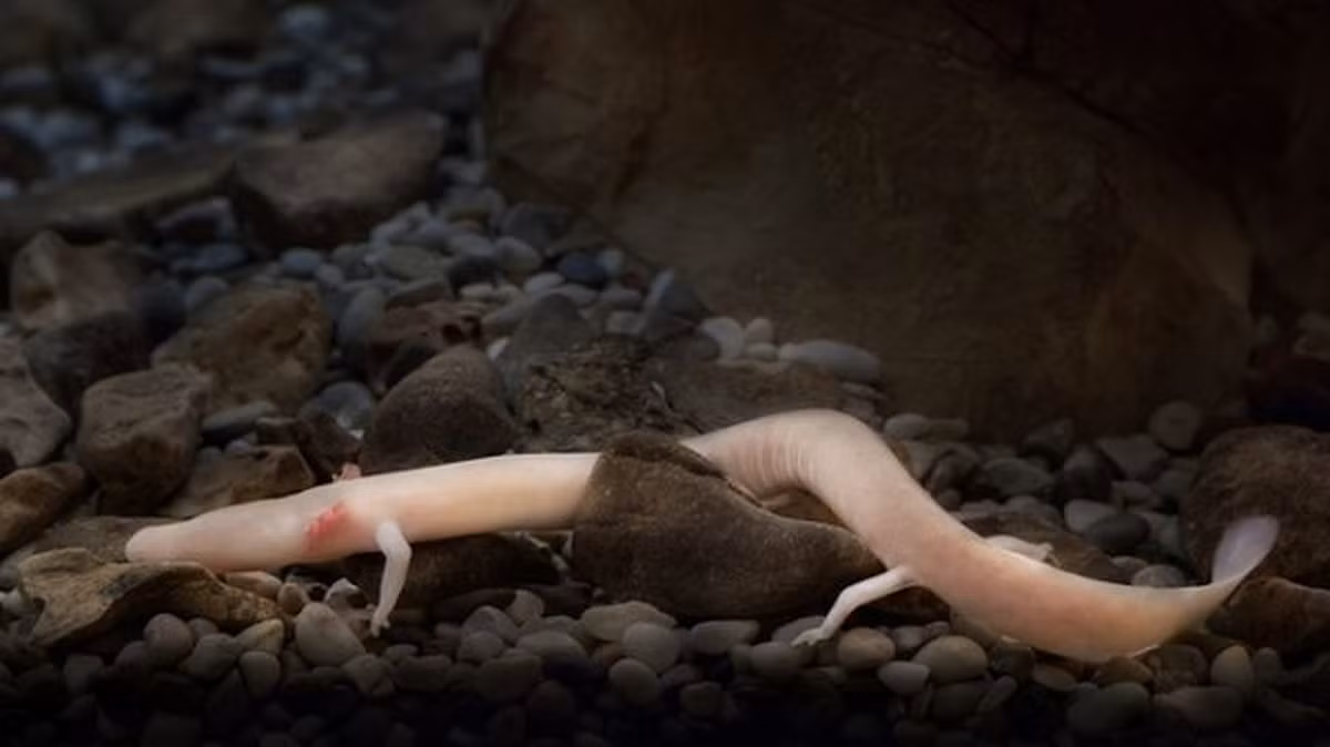 Manh giông (Proteus anguinus) là loài duy nhất của chi Proteus. Chúng sống dưới nước, có làn da trắng hồng, mịn màng, không có vảy, các chi với những ngón tay, có mang mỏng. Nhiều con bị mù, nhưng vẫn nghe thấy tiếng động khi con người tiếp cận gần. Nó dường như nhạy cảm với những rung động.