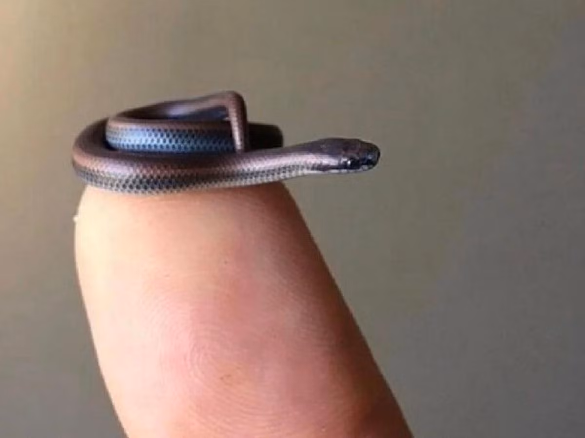 4. Rắn Leptotyphlops carlae: Loài rắn nhỏ nhất thế giới, dài khoảng 10cm, ăn kiến, ấu trùng và mối.