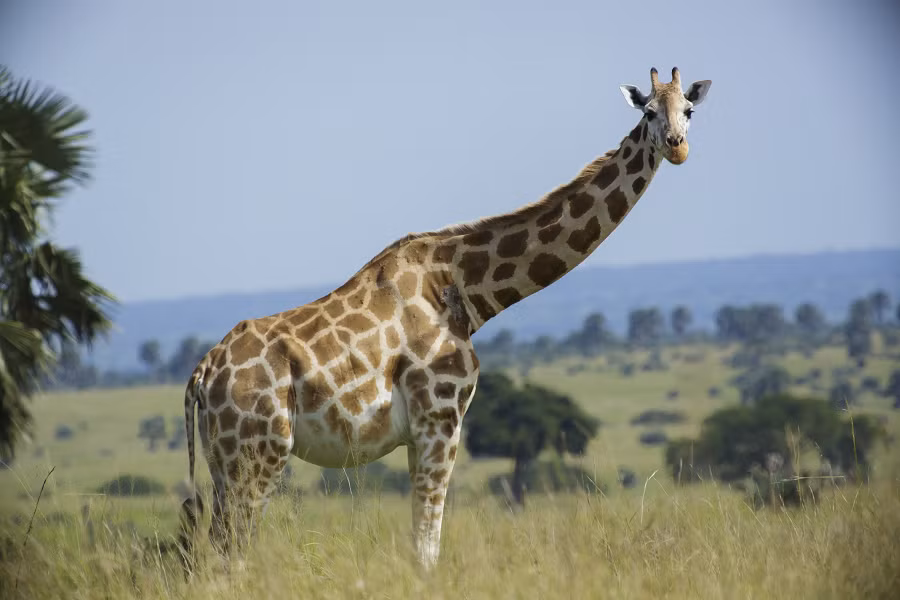 8. Hươu cao cổ (Giraffa camelopardalis): Hươu cao cổ là loài động vật có cổ dài nhất và là loài động vật cao nhất trên cạn. Chúng có thể cao tới 6 mét. Cổ dài của hươu cao cổ giúp chúng dễ dàng tiếp cận các loại lá cây trên cao mà các loài động vật khác không thể với tới. Hươu cao cổ sống chủ yếu ở các vùng đồng cỏ và savan của châu Phi. (Ảnh: Wikipedia)