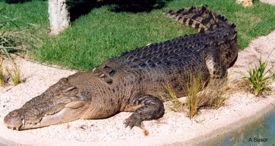 6. Cá sấu nước mặn (Crocodylus porosus): Cá sấu nước mặn là loài bò sát lớn nhất thế giới. Con đực trưởng thành có thể dài tới 7 mét và nặng hơn 1 tấn. Chúng sống chủ yếu ở vùng nước mặn và lợ tại các khu vực Đông Nam Á, Bắc Úc, và Ấn Độ Dương. Cá sấu nước mặn là những kẻ săn mồi đáng gờm, có thể tấn công và tiêu diệt con mồi lớn như trâu và hươu. (Ảnh: The Reptile Database)