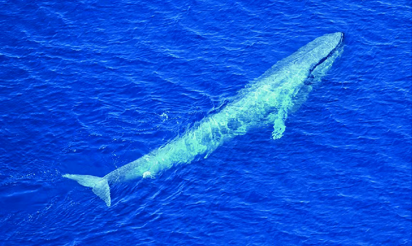 1. Cá voi xanh (Balaenoptera musculus): Cá voi xanh không chỉ là loài động vật lớn nhất hiện nay mà còn là loài động vật lớn nhất từng tồn tại trên Trái Đất. Một con cá voi xanh trưởng thành có thể dài tới 30 mét và nặng đến 200 tấn. Tim của nó có kích thước bằng một chiếc xe hơi nhỏ và lưỡi có thể nặng bằng một con voi. Những con cá voi khổng lồ này thường được tìm thấy ở tất cả các đại dương trên thế giới, từ Bắc Băng Dương đến Nam Đại Dương. (Ảnh: ResearchGate)