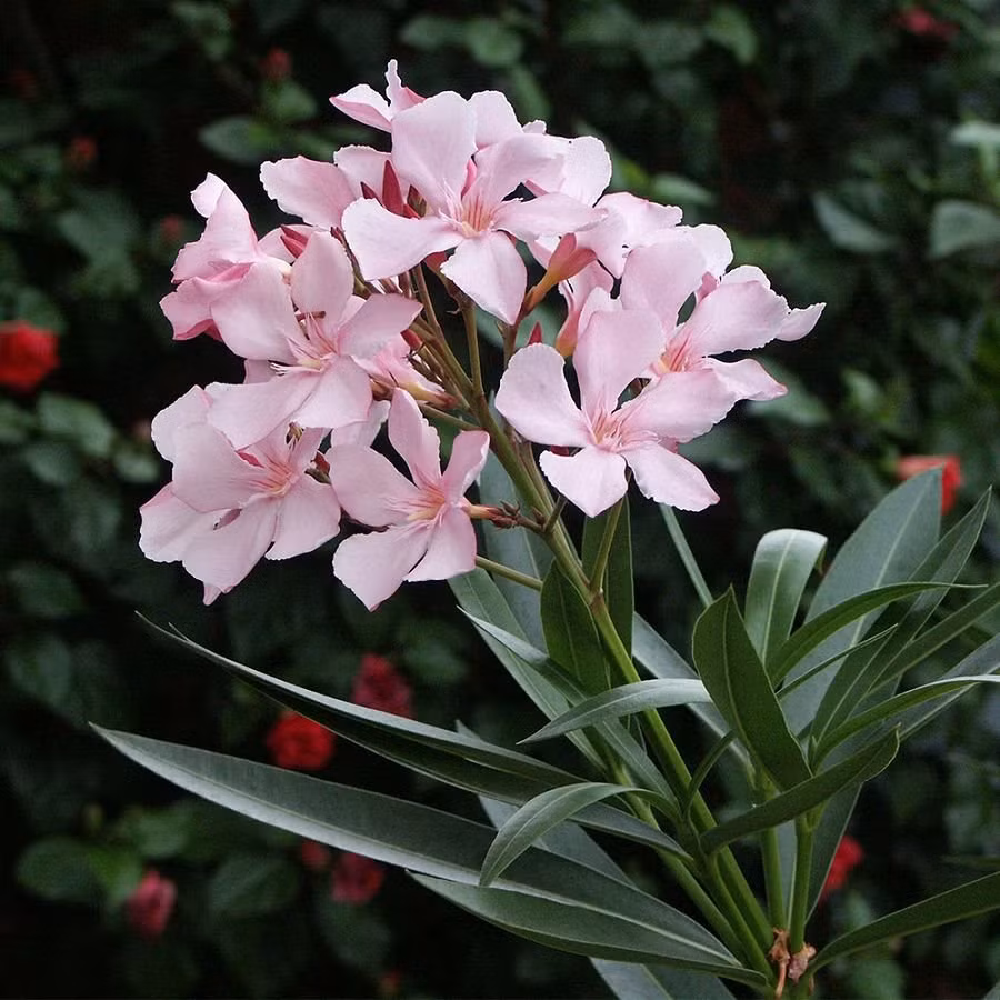 1. Trúc đào (Nerium oleander): Loại cây cảnh này chứa chất độc Oleandrin, Neriin, gây buồn nôn, ói mửa, rối loạn nhịp tim, có thể tử vong. Chúng nguy hiểm ngay cả khi phơi khô hoặc nấu chín.