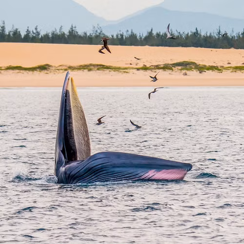 Cá voi Bryde (Balaenoptera edeni) có thể được tìm thấy ở Thái Bình Dương, Ấn Độ Dương và Đại Tây Dương, nhưng chúng thường được tìm thấy nhiều nhất ở các vùng nhiệt đới và cận nhiệt đới. (Ảnh minh hoạ - nguồn Nhiếp ảnh gia Hoàng Ngọc Đức chụp cá voi xuất hiện tại biển Bình Định 2022)