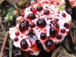 2. Nấm răng chảy máu: Loài nấm Hydnellum peckii trông giống răng người đang rỉ máu. Loài nấm này không ăn được và có vị rất đắng, hấp thụ chất phóng xạ Cesium-137. Nấm chứa hợp chất atromentin có đặc tính chống đông máu.