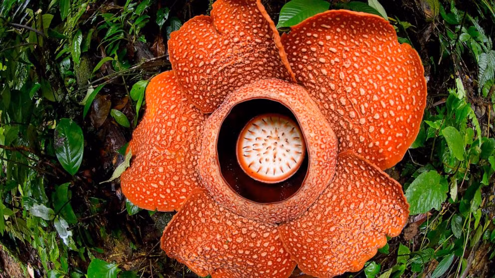 Các nhà nghiên cứu ước tính rằng 60% loài Rafflesia đang phải đối mặt với nguy cơ tuyệt chủng nghiêm trọng. Để bảo vệ những loài hoa đáng chú ý nhất thế giới, Tiến sĩ Chris Thorogood, Phó giám đốc Vườn Bách thảo của Đại học Oxford, kêu gọi sự tham gia liên khu vực.