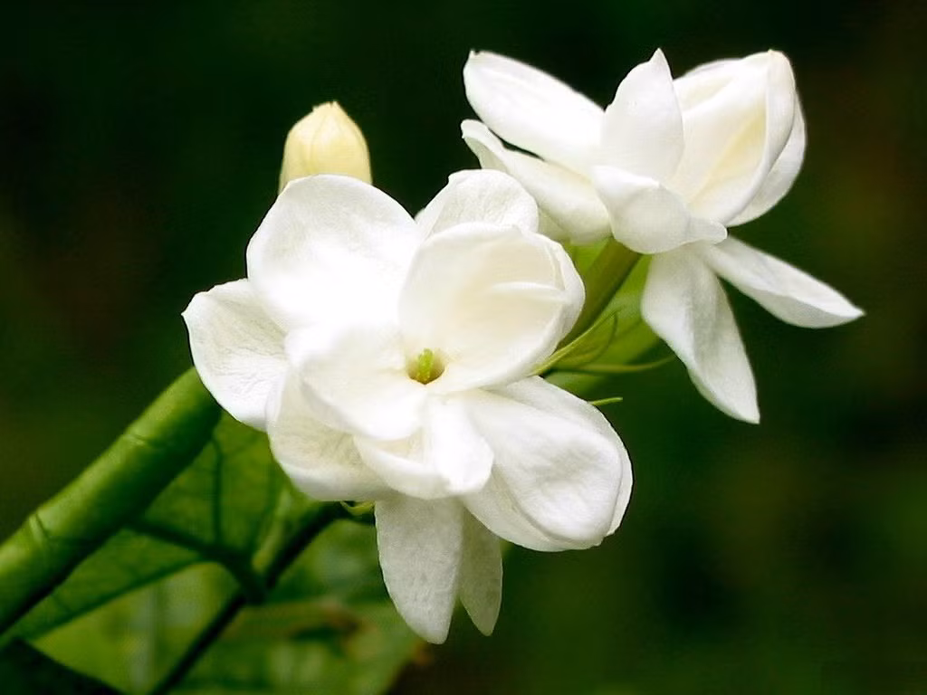 Cây hoa nhài được trồng phổ biến khắp nơi trên đất nước Việt Nam từ xưa tới nay.