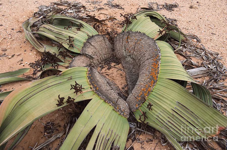Welwitschia mirabilis là một minh chứng sống cho khả năng thích nghi và tồn tại trong môi trường khắc nghiệt của tự nhiên.