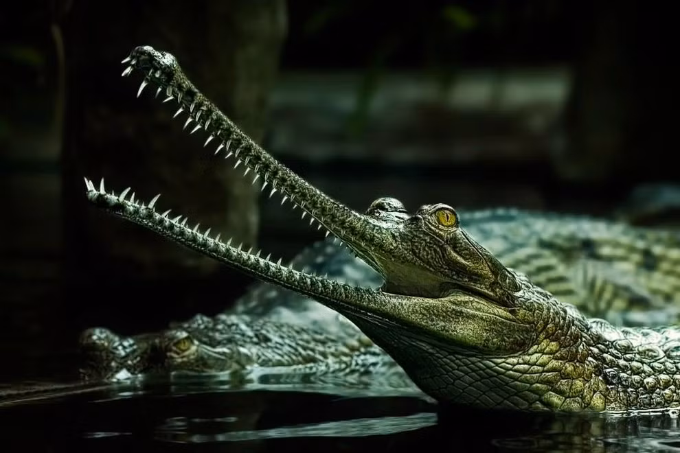 1. Cá sấu Ấn Độ: Loài cá sấu dài nhất, sống ở các sông ngòi Ấn Độ. Là một trong những loài vật có nguy cơ tuyệt chủng cao, hiện chỉ còn khoảng 235 con do bị săn bắt quá nhiều. (Ảnh: tumblr)