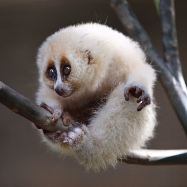 6. Loris: Động vật có vú sống ở Sri Lanka, mắt to, có khả năng nhìn đêm. Chúng bị săn bắt nhiều và gần như tuyệt chủng. (Ảnh: Wildlife.net)