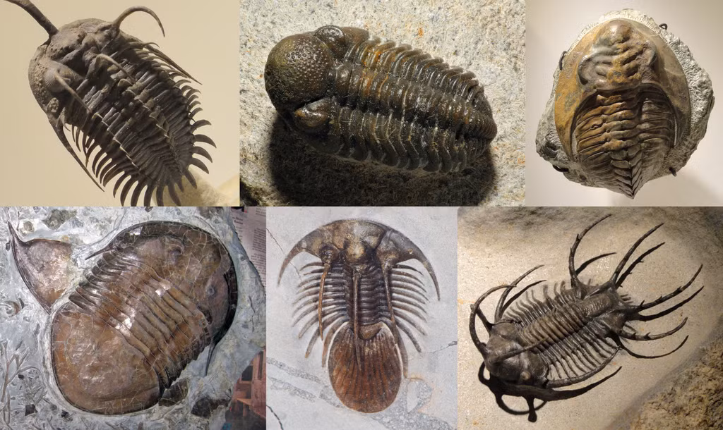 Bọ ba thùy (Trilobita) là một lớp động vật chân khớp hải dương đã tuyệt chủng. Đây là một trong những nhóm động vật chân khớp cổ nhất, với hóa thạch lâu đời nhất được ghi nhận có niên đại từ kỷ Cambri (521 triệu năm trước), và đã phát triển thịnh vượng suốt khoảng sau Đại Cổ Sinh trước khi bắt đầu một cuộc đại tuyệt chủng mà khi đến kỷ Devon, mọi phân nhóm bọ ba thùy trừ Proetida đều biến mất.
