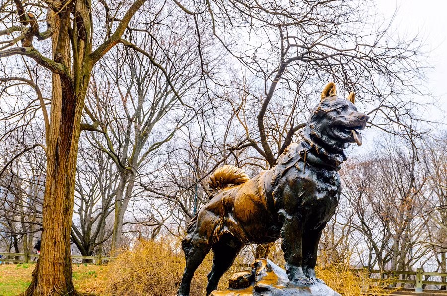 Balto sau đó được dựng tượng tại Công viên Trung tâm ở New York như một biểu tượng của sự dũng cảm và kiên trì. (Ảnh: Discover Magazine)