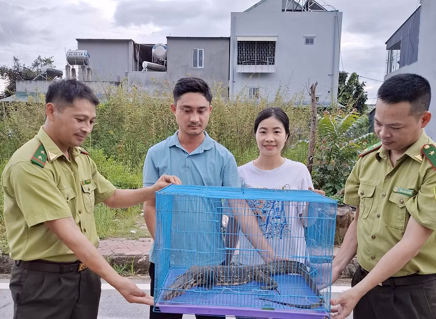 Sau khi tiếp nhận, Hạt Kiểm lâm đã chuyển giao cho Trung tâm để chăm sóc và thả về tự nhiên theo quy định. (Ảnh: Báo Lai Châu)