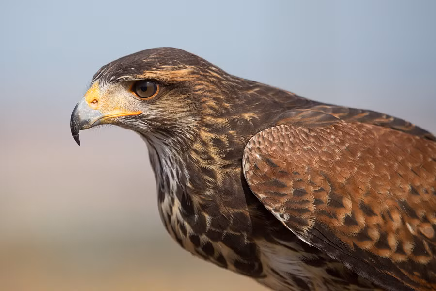 7. Diều hâu Harris (Parabuteo unicinctus): Diều hâu Harris là một loài chim săn mồi thông minh và rất linh hoạt. Chúng thường săn mồi theo nhóm, tạo nên một chiến thuật săn mồi hiệu quả. Với móng vuốt mạnh mẽ và mỏ sắc nhọn, chúng có thể dễ dàng giết chết các loài động vật nhỏ và thậm chí tấn công con người nếu cảm thấy bị đe dọa.(Ảnh: Wikimedia Commons)