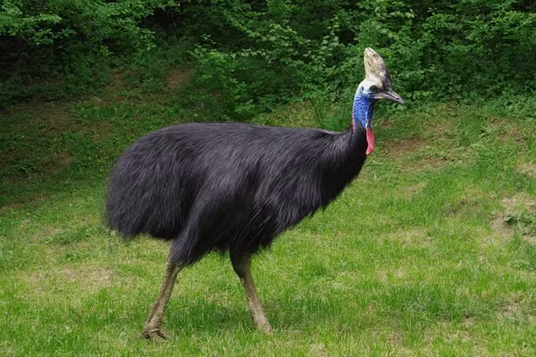 8. Chim cổ đỏ lớn (Casuarius casuarius): Chim cổ đỏ lớn, còn gọi là đà điểu đầu đen, là loài chim nguy hiểm nhất thế giới. Chúng có thể cao tới 1,8 mét và nặng tới 60 kg. Đặc điểm nổi bật của chúng là chiếc mỏ to lớn và móng vuốt dài và sắc nhọn, có thể gây tử vong cho con người. Một cú đá từ chân của chúng có thể xé toạc da thịt và gây ra những vết thương nghiêm trọng.(Ảnh: Shutterstock)