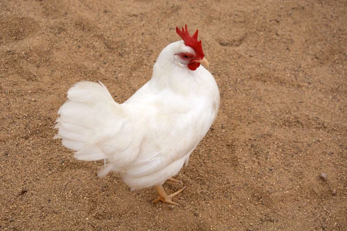 5. Con gà đẻ nhiều trứng nhất trong một năm: Một con gà thuộc giống Leghorn Trắng đã lập kỷ lục vào năm 1979 khi đẻ được 371 quả trứng trong vòng một năm. Kỷ lục này chưa bị phá và vẫn là minh chứng cho khả năng đẻ trứng xuất sắc của giống gà này. (Ảnh: Chicken &amp; Chicks Info)