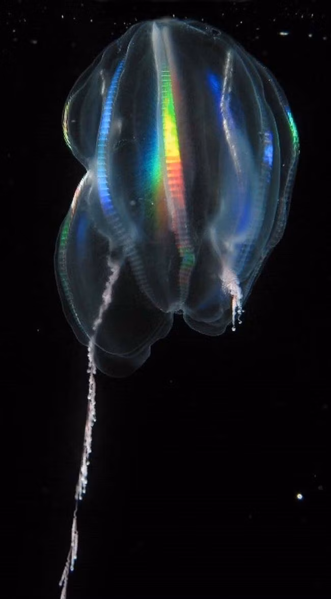 Hình ảnh đáng sợ của sứa biển ctenophore, có những chiếc xúc tu dài hàng mét để bắt sinh vật phù du làm thức ăn cũng khiến nhà khoa học đau đầu tìm hiểu.
