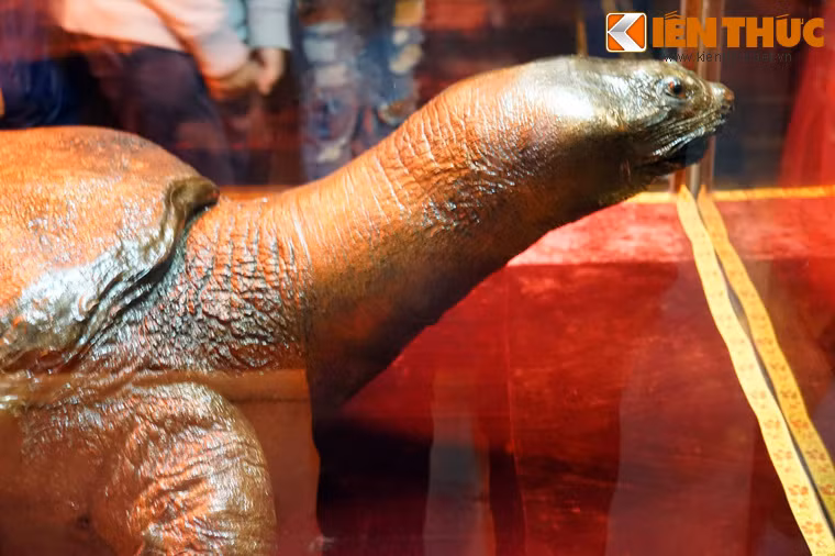 Tiêu bản rùa Hồ Gươm (mất năm 1967) ở đền Ngọc Sơn, Hà Nội. Đến thời hiện đại, hình tượng con rùa vẫn được người Việt coi trọng. Nhiều người tin rằng, loài rùa khổng lồ sống trong hồ Gươm chính là hậu duệ của thần Kim Quy huyền thoại.
