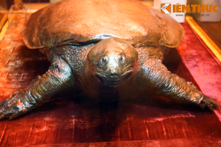 Theo ghi nhận, cụ Rùa lúc đó rất yếu, trên mai có một đám bọt màu hồng to như cái mũ sùi lên cho thấy cụ đang bị thương. Trong lúc lực lượng an ninh thi hành nhiệm vụ, một nhóm người thuộc quốc doanh cá đi đến mang dụng cụ ra quây bắt cụ Rùa, và họ đã không mấy khó khăn để đưa được cụ Rùa lên cạn.