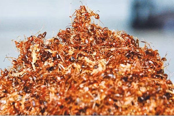 Có được thành phẩm muối kiến, người Gia Lai phải tốn rất nhiều thời gian để loại bỏ cát, bụi bẩn trong kiến. Chỉ có như thế, kiến mới sạch, muối kiếm làm ra mới ngon và bảo quản được lâu.