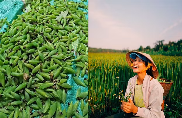  Mới đây, hoa hậu H'Hen Niê bật mí về một món ăn khoái khẩu của mình, đặc biệt có nhiều vào mùa này ở Tây Nguyên, đó là nhộng sâu muồng. Món ăn chỉ mới nghe tên cũng có thể khiến nhiều người ngần ngại.