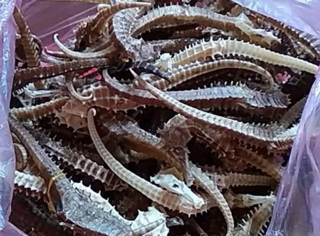 Cá ngựa khô là một trong những món thực phẩm được du khách săn đón tìm mua ở Nha Trang vào những năm gần đây. Cá Ngựa khô có thể dùng để ngâm rượu thuốc để uống. Tuy rượu ngâm cá ngựa khô có mùi hơi khó chịu nhưng nó rất được các ông các bác ưa thích. Ảnh: Internet. Mời độc giả theo dõi video "Chế biến món ngon từ nấm đông cô". Nguồn: VTC.