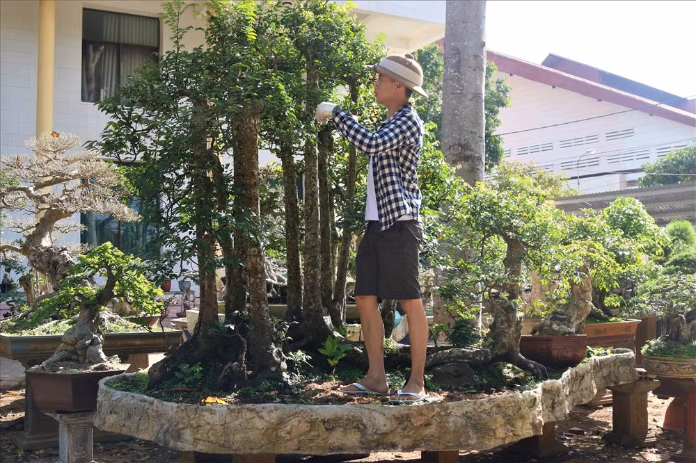 Nổi bật nhất là cây khế có 19 thân cực kỳ hiếm gặp. Cây khế này ông mua được từ một người bạn ở huyện Krông Năng, tỉnh Đắk Lắk với giá gần 100 triệu đồng... Ảnh: B.T