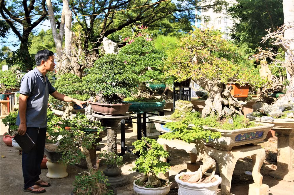 Ông Nguyễn Tấn Sanh, ngụ TP.Buôn Ma Thuột (tỉnh Đắk Lắk) hiện đang là Chủ nhiệm CLB Nhà vườn sinh vật cảnh tỉnh Đắk Lắk. Ông đang sở hữu một vườn cây cảnh lên đến hơn 250 cây đủ các loại như mai, lộc vừng, trắc, mai chiếu thủy... rất có giá trị thẩm mỹ lẫn kinh tế. Ảnh: B.T