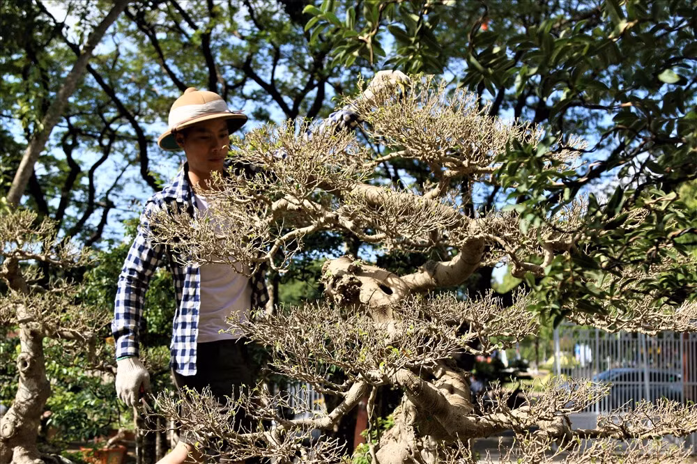 Một cây sanh khác cũng rất đẹp và có cái tên khá hay ''bạc phong hồi đầu'' cũng đang được ông Sanh rao bán. Ảnh: B.T