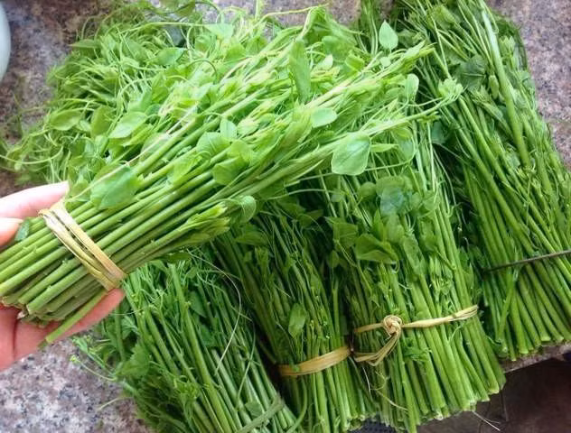 Hương vị của rau bò khai rất đặc biệt. Nó không hề bị lẫn với các loại rau rừng khác, là sự hòa quyện của hương đất, hương rừng và sự tinh khiết của khí trời vùng núi cao.