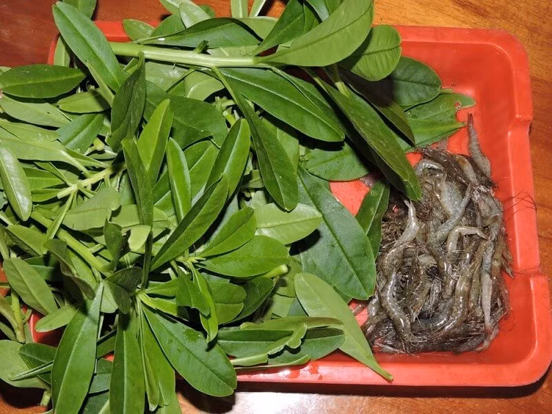 Lá và rễ sâm đất có chứa hàm lượng cao các chất dinh dưỡng như protein, chất béo, canxi, vitamin và các chất dinh dưỡng khác. Theo lương y Vũ Quốc Trung (Phòng chẩn trị Y học Cổ truyền, Hội Đông y Việt Nam), Đông y ghi nhận sâm đất có tính hàn, vị hơi đắng, cay.