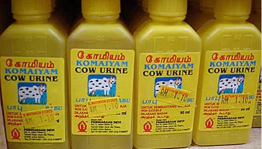 Bên cạnh đó thức uống còn rất bổ dưỡng và không chứa các chất độc hại thường thấy trong nước ngọt, do nước tiểu bò có nhiều giá trị y học dùng vào việc chữa bệnh. Nước tiểu bò còn được đóng chai và bán trên thị trường.