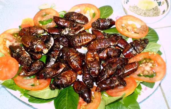 Bọ Xít: Đây là một món ăn thử thách lòng dũng cảm cũng như khẩu vị của mỗi người. Bọ xít rừng được chế biến rất đơn giản, ngâm qua nước gạo đã pha ớt để khử bớt mùi. Sau đó đảo đều trên chảo lửa cùng lá chanh. Bọ xít rừng hiếm hơn nên giá cả đắt đỏ nhưng ăn lại ngon và bổ hơn. Ảnh: Internet.