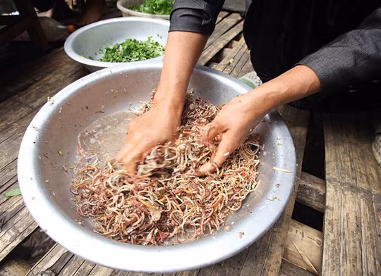 Thịt cá sông suối rất ngon, nhiều khi bắt được con cá to, thịt lọc ra có màu nâu đậm dai và ngọt. Ảnh: Petrotimes.