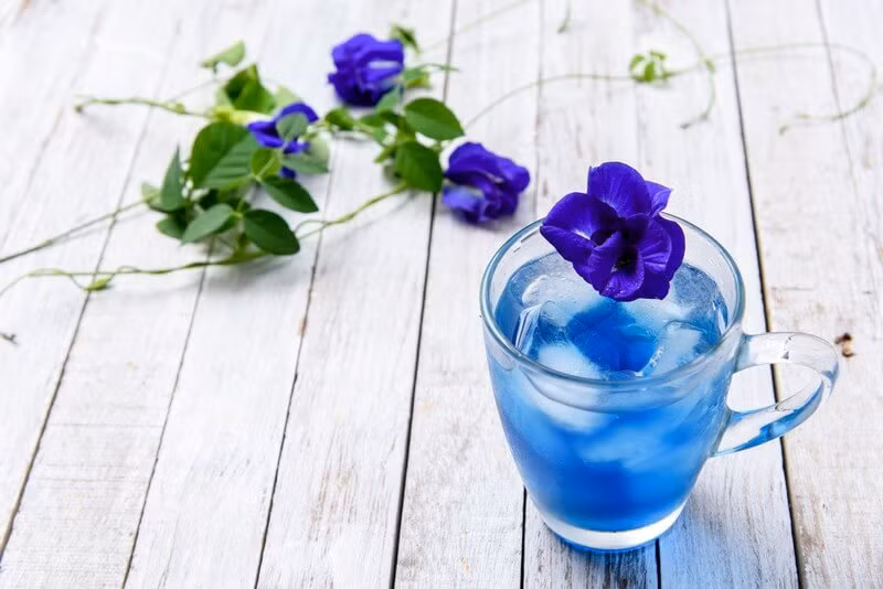 Ngoài món ăn, hoa đậu biếc cũng được sử dụng để chế biến ra các loại thức uống màu xanh hấp dẫn như trà, sinh tố, chè... Video "Chế biến món ngon từ nấm đông cô". Nguồn: VTC.