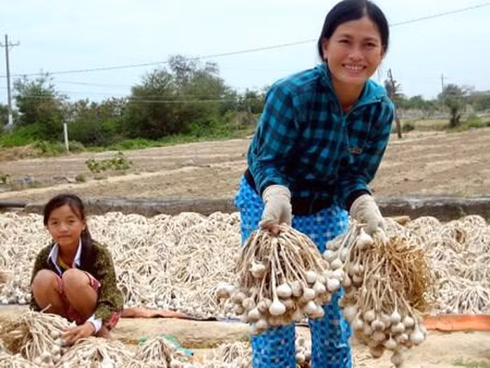 Tỏi: Đây là loại nông sản được trồng khá nhiều ở Phan Rang. Tỏi Phan Rang khi cho vào chế biến thức ăn thì thơm khỏi nói. Như thế, cứ đến bữa ăn, nghe mùi tỏi nồng nàn vướng vất lại nhớ đến đất trời nắng cát Phan Rang. Ảnh: Sggp. Video "Chế biến món ngon từ nấm đông cô". Nguồn: VTC.