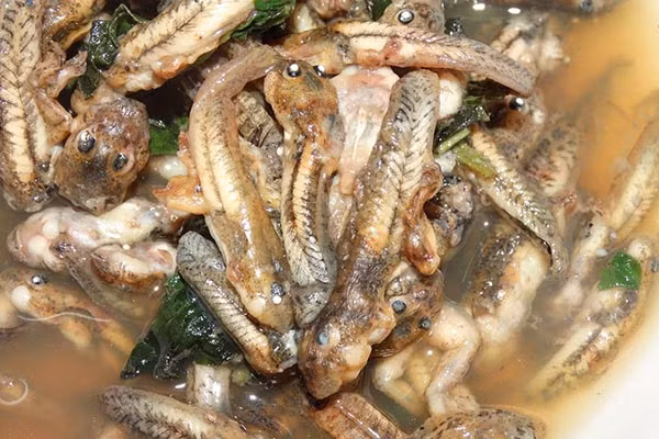 Nếu không ăn được nòng ọc ếch thì thực khách có thể gọi cách món ếch khác như đùi ếch chiên giòn, lẩu ếch, ếch hầm cà ri…Ảnh: Internet. Mời độc giả theo dõi Video "Chế biến món ngon từ nấm đông cô". Nguồn: VTC.