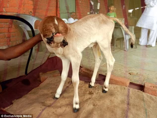 Con bê có 5 cái miệng khiến dân mạng cãi nhau chí tử Con be co 5 cai mieng khien dan mang cai nhau chi tu