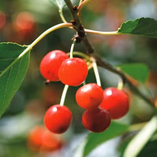Đau cơ bắp. Uống nước anh đào. Các nhà nghiên cứu Anh mới đây đã phát hiện ra rằng, những người uống 2 cốc nước ép anh đào trong 10 ngày sẽ trở lại tập luyện nhanh hơn. Đó là vì các đặc tính chống viêm và chống oxy hóa trong anh đào và các loại nước ép trái cây màu đỏ tím sậm khác như nho, lựu… Các chất này sẽ làm giảm tổn thương cơ bắp do tập luyện.