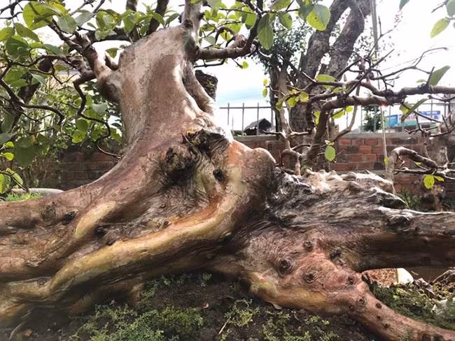 Anh Minh cho biết thêm chơi cây nghệ thuật là vô giá bởi với người biết chơi, thích chơi thì cây ổi này có giá rất đắt hoặc vô giá, song với người không thích thì nó không có giá trị gì.
