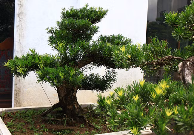 “Gốc cổ hơn, dáng, thế đẹp hơn có giá không dưới 1 tỷ đồng” – vị quản gia nói