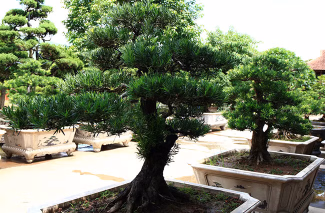 “Đối với tùng bonsai, cắt tỉa và ươm được 1 cành theo đúng thế của nó phải mất vài năm, thậm chí đến cả chục năm trời” – người quản gia này cho hay.Mỗi mầm, nhánh của tùng bonsai khi đã nảy mầm, hình thành mà bị cắt tỉa đi, nó sẽ chột hoàn toàn hoặc mất rất nhiều năm sau mới nảy một mầm khác.