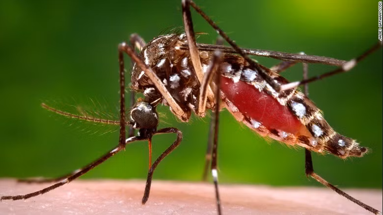 Cuộc họp quy tụ các chuyên gia y tế đầu ngành nhằm tìm kiếm các biện pháp phòng chống virus Zika ăn não người và xem xét có cần công bố tình trạng y tế khẩn cấp quốc tế về đợt bùng phát virus này hay không.
