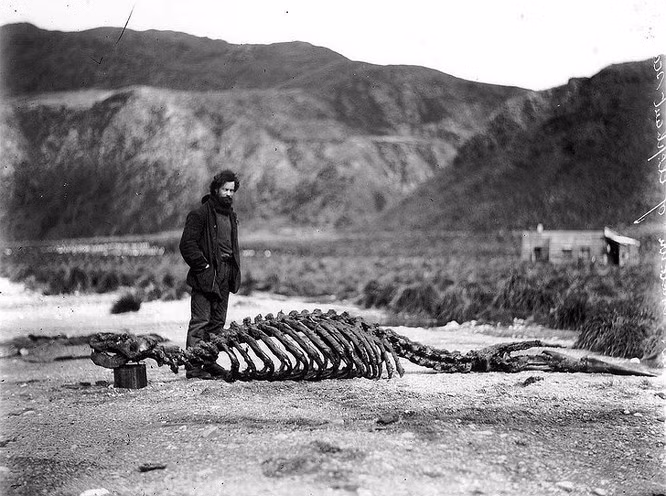 Harold Hamilton, một nhà khoa học với Cuộc thám hiểm Nam Cực đầu tiên với bộ xương của một con sư tử biển, năm 1913.
