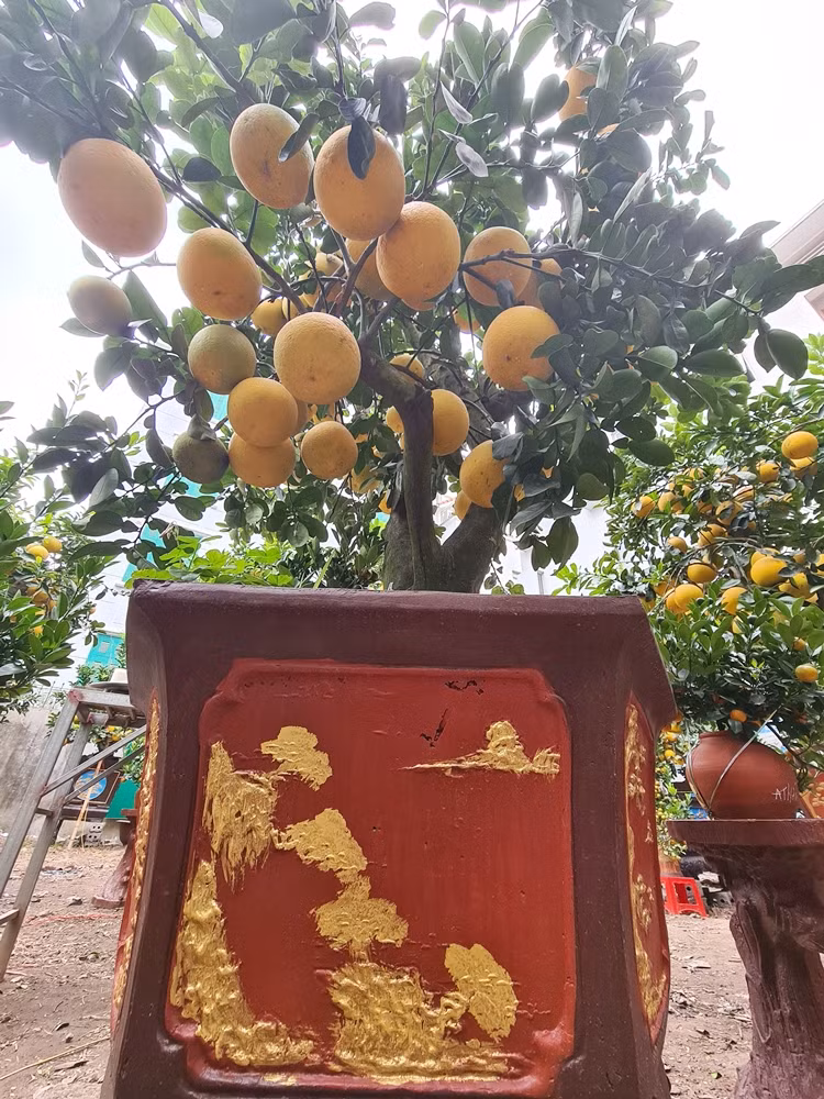 Phần lớn những cây bưởi cảnh phục vụ thị trường Tết đều là bưởi ghép, gốc được thu mua từ những vùng nổi tiếng như Hoài Đức và nhiều vùng quê ở miền Bắc.