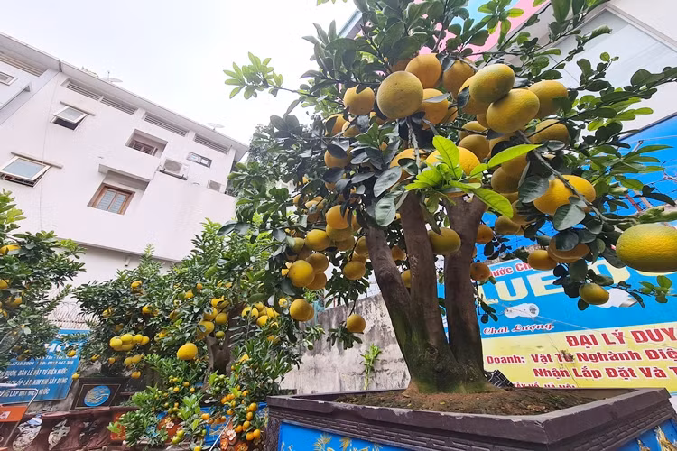 Để có được những quả bưởi chín vàng đều, chủ vườn phải ghép quả từ tháng 4, cùng với đó việc chăm sóc tỉ mỉ thì quả mới phát triển đúng dịp Tết.